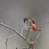 C'est une espèce **sédentaire** et parfois **migratrice de courte distance**.