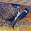 Son nid est **hémisphérique** formé de **boulettes de boue colmatées par de la salive**, et tapissé d'herbe et de plumes.