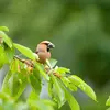 Il est capable de **casser les noyaux de cerise**, d'où son nom.