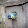On peut installer des **nichoirs** avec un petit trou d’entrée de **26-27mm** pour éviter que les autres espèces entrent.