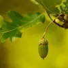 Elle aime particulièrement les **forêts de chênes**. 