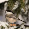 La **“mésange alpestre”** vit dans les **forêts de conifères** dans les Alpes et le Jura.