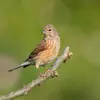 La femelle se distingue du mâle par son **absence de rouge** dans le plumage.