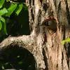 Il niche dans les **trous d'arbres** existants ou **qu'il a creusé** lui-même.