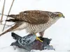 La femelle, plus grande, s'attaque à des **proies plus grosses** : grives, merles, étourneaux mais aussi des pies et des **pigeons ramiers**...