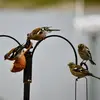 En dehors de la période de reproduction, le Pinson des arbres peut **se rassembler en grand groupe** avec d'autres espèces.