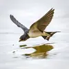 Elle s'abreuve **en plein vol**, en recueillant l'eau dans sa bouche, au ras de l'eau.