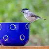 Comme la plupart des mésanges, elle se nourrit d’**insectes et de larves** à la belle saison et de **graines et de baies** à la mauvaise saison.