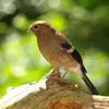 Le juvénile ressemble à la femelle, **sans calotte noire**.