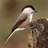 Avec son bec, **la femelle** creuse un trou dans le bois mort qui lui servira de **nid**.