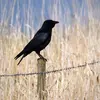 La Corneille noire est **très répandue**. Elle vit dans les **paysages ouverts**, dans les **régions cultivées** et autour des **villes et villages**.