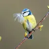 La **période de reproduction** des oiseaux commence par la **confection du nid**. C'est la nidification …