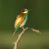 On le reconnaît rapidement à son **plumage bariolé**.