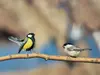 La Mésange charbonnière imite souvent les nonnettes.