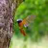 Il est **rare** au jardin car il préfère nicher dans les vieux arbres de forêts, vergers et de grands jardins naturels.