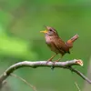 Le Troglodyte mignon est petit mais il a du coffre avec son **chant puissant**.