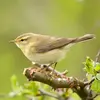 Le Pouillot fitis a le plumage **gris-brun** avec parfois des nuances verdâtres.