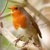 Le Rouge-gorge émet des **cris aigus et secs** quand il est dérangé. "tick" parfois répété rapidement "ticktickticktick"