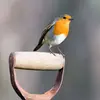 **Au jardin**, il passe derrière la bêche du jardinier et les galeries de taupe pour **récupérer les vers**.