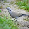 La Tourterelle turque est un peu **plus petite et plus mince** que le Pigeon domestique.