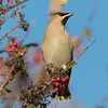 Le plumage du corps est **clair** dans les tons **beige-rosé et gris**...