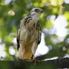 La période de reproduction de la Buse variable s'étend de **mars à juin**. Ici un juvénile...