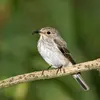 Le Gobe-mouche gris gobe les mouches et autres **insectes volants**.
