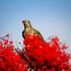 Lorsqu'elle mange les baies de gui, elle **digère la chair** mais **se débarrasse des graines** en frottant les branches ou dans ses fientes.