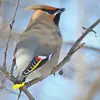 avec des **couleurs vives** sur les ailes et la queue : jaune, rouge, blanc et noir.