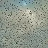 En dehors de la saison des nids, ils se déplacent en **grand groupe**, formant parfois une **nuée** d'oiseaux !