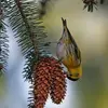 Le Tarin des aulnes se nourrit de **graines d'épicéas** à la belle saison.