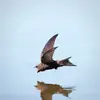 Le Martinet noir **passe sa vie en plein vol** : il mange, dort et s'accouple en vol !
