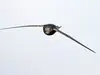 Le Martinet noir se nourrit uniquement d'**insectes volants**.