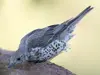 Le dessus du corps de la Grive draine est **brun-gris**.
