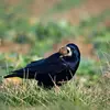 Le Corbeau freux est **omnivore** car il mange de tout et **opportuniste** car il se nourrit parfois de charognes et déchets.