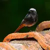 On le trouve aussi dans les **villes et villages**, dans les trous de murs, toitures, poutres qui remplacent son habitat d'origine.