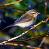 Il est de la taille d'une **Mésange bleue**.