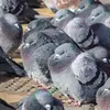 Le Pigeon domestique est **très sociable**. Il vit en groupe, parfois en très grand nombre.
