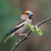 Son chant est peu fréquent et passe inaperçu. Une série de notes variées et **saccadées, parfois métalliques**.