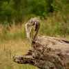 Il est capable de **percevoir des sons très discrets**, et de localiser ses proies à grande distance, comme un campagnol qui passe dans les feuillages ou qui couine.