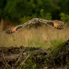 Le hibou moyen-duc est un rapace nocturne qui **chasse au crépuscule et la nuit**.