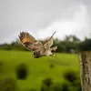 Il se nourrit parfois de **moineaux, pinsons, coléoptères**.