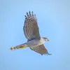 Les ailes de l'Épervier d'Europe sont **courtes et arrondies** et sa **queue est longue, étroite** marquée de **bandes sombres**.