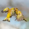 La couleur jaune de son plumage est **plus visible en vol**.