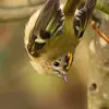 Le Roitelet huppé est toujours en **mouvement**, en pleine **acrobatie** en haut des arbres.