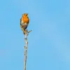On surprend souvent le Rouge-gorge **perché** sur une branche **en train de chanter** pour marquer son territoire ou attirer les femelles.