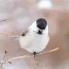 On me confond très facilement avec la **Mésange boréale**.