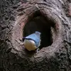 Elle préfère les **vieilles forêts** où elle peut trouver de vieux arbres pour nicher.