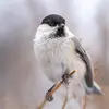 La **boréale** chante **moins vite** que la nonnette et les **notes sont plus étirées** (2 à 7 notes répétées). « tiu tiu tiu tiu tiu tiu » Attention!!! On entend aussi des cris "khè khè khè" (plus graves et nasillards). 