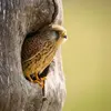 Il niche dans les **arbres, bâtiments, rochers, nids abandonnés de pies ou corneilles** ou nichoirs.